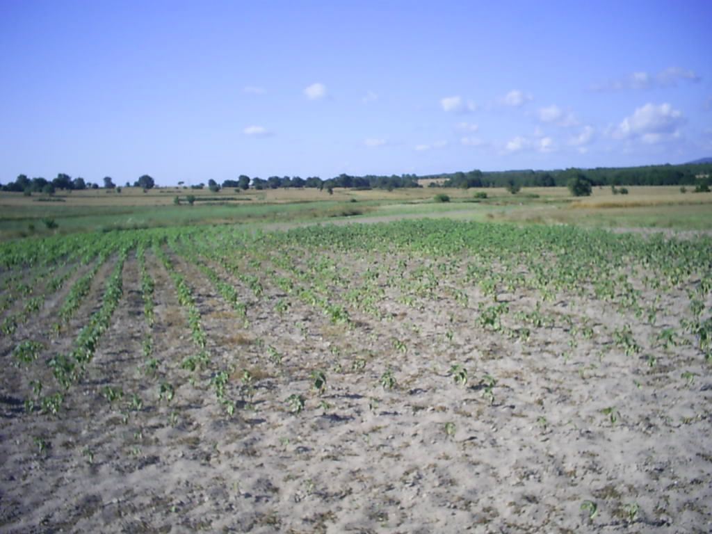 Tekirdag Saray Osmanli 35 000m2 Koye Yakin Mesafede Satilik Tarla